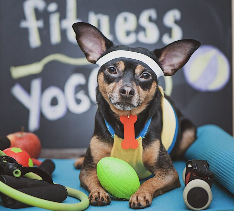senior dog fitness and wellnes